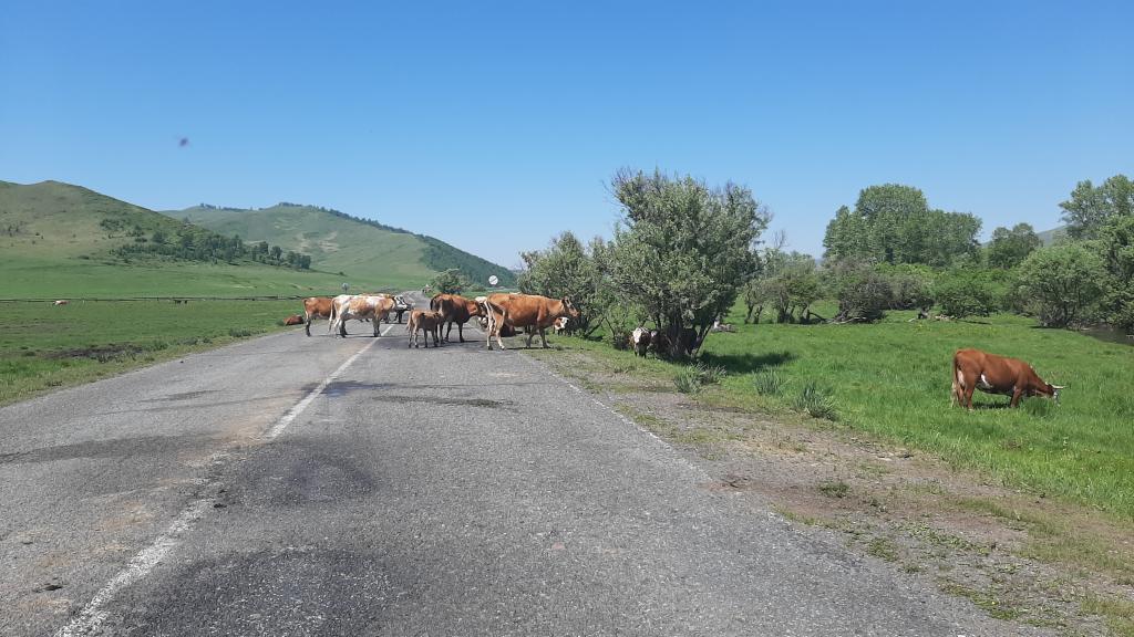 В Аскизском районе с начала года произошло пять дорожных аварий с участием бродячего скота