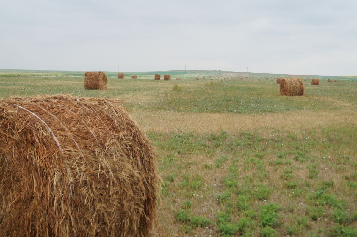 В Хакасии постепенно устанавливается травостой