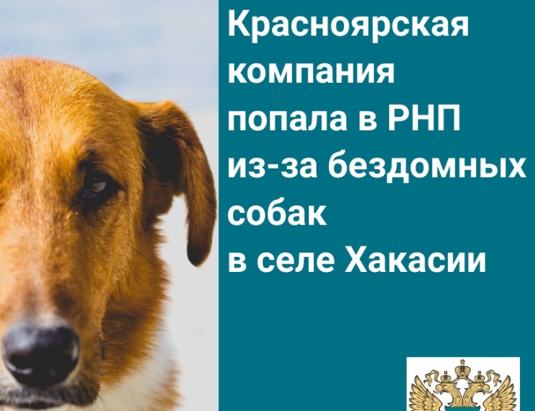 Красноярская компания не справилась с отловом собак в селе Хакасии