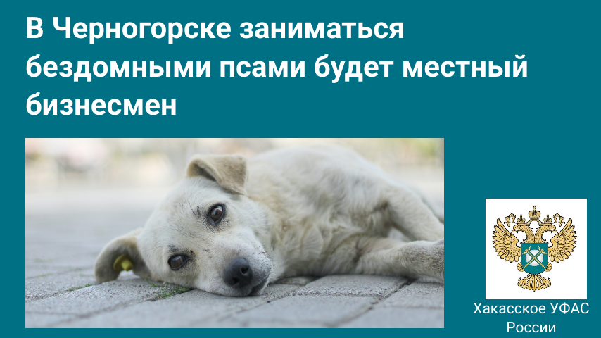 В Черногорске заниматься бездомными псами будет местный бизнесмен