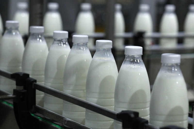Молоко сырое с истёкшим сроком годности индивидуальный предприниматель в Хакасии отправил на переработку в ООО «Саянмолоко»