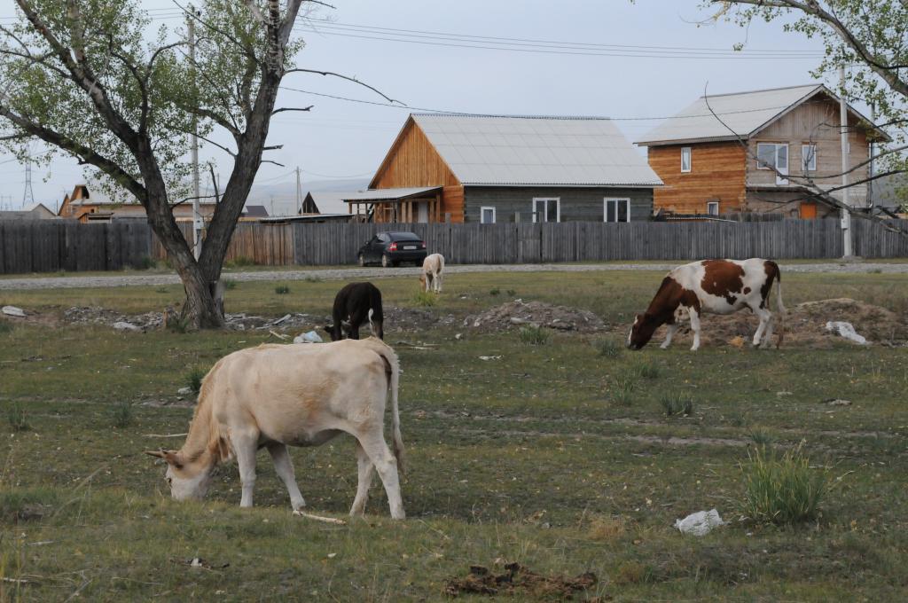 Штраф от 3000 до 5000 рублей за «самовыгул» сельскохозяйственных и домашних животных
