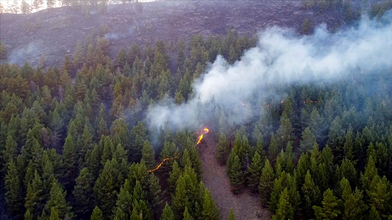 В выходные лес горел в Бирикчульском лесничестве