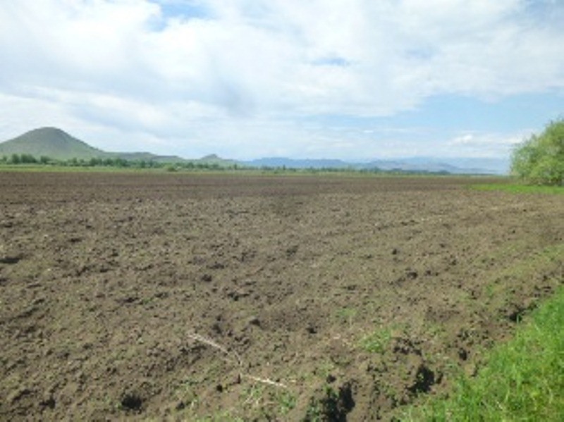 В селах Хакасии Управление Россельхознадзора устанавливает степень заражения золотистой картофельной нематодой