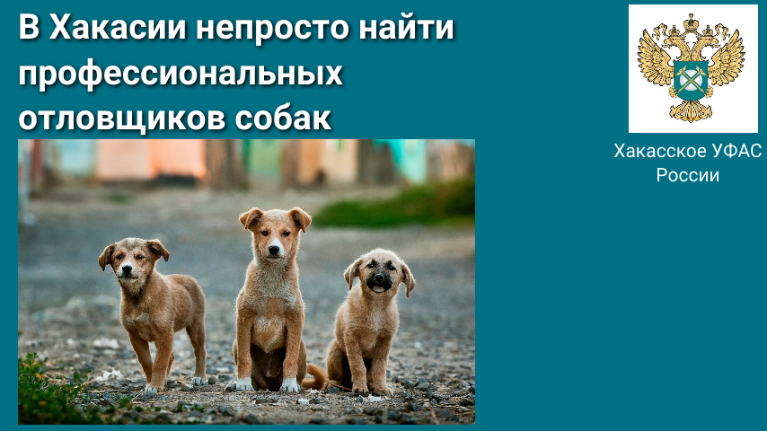 В Хакасии непросто найти профессиональных отловщиков собак