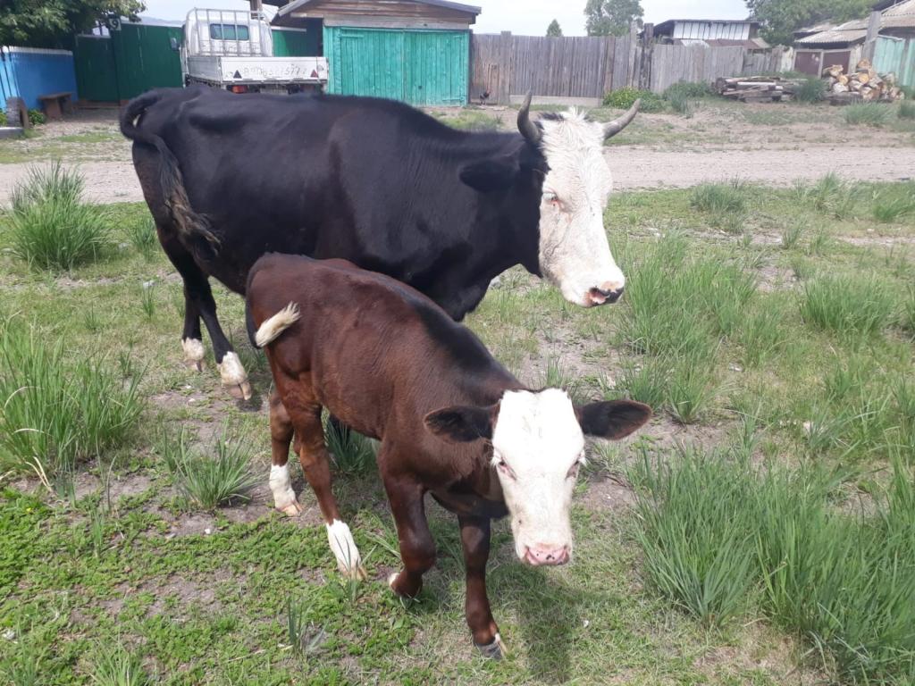 Молодой житель села Бея будет осуждён за кражу двух коров и телёнка
