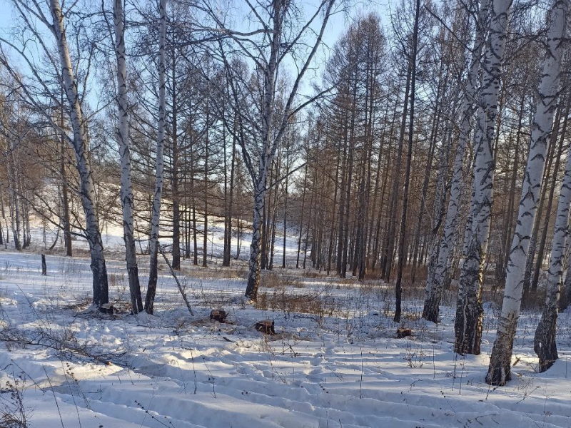 Лесные инспекторы вышли на злоумышленника по следам