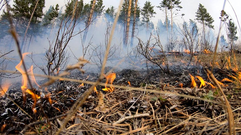 В Хакасии ликвидирован первый в этом году лесной пожар