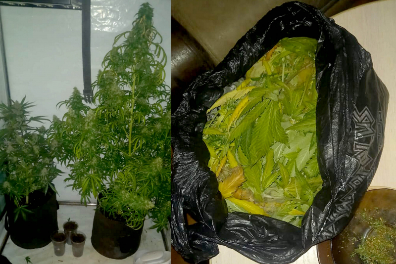 Житель Саяногорска организовал у себя в квартире теплицу для выращивания запрещенных растений