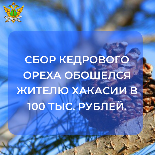 Житель Хакасии за сбор кедрового ореха заплатил больше 100 тыс. рублей