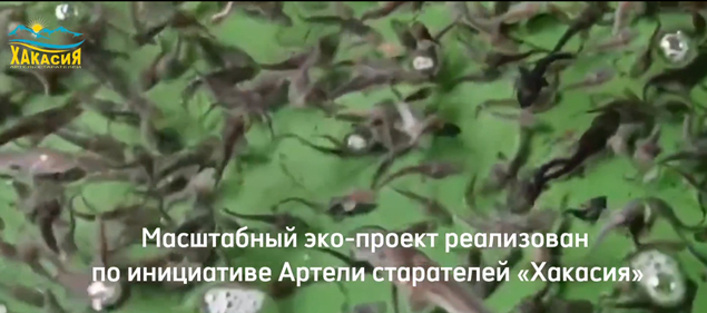 50 тысяч молодых осетров выпустили в реку Чулым 