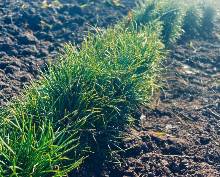 В Хакасии посеяли кедр для будущих лесов