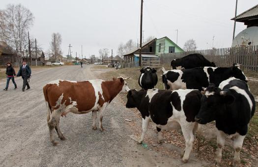 Жители Хакасии могут получить компенсацию на содержание личного подворья за 1 полугодие 2026 года