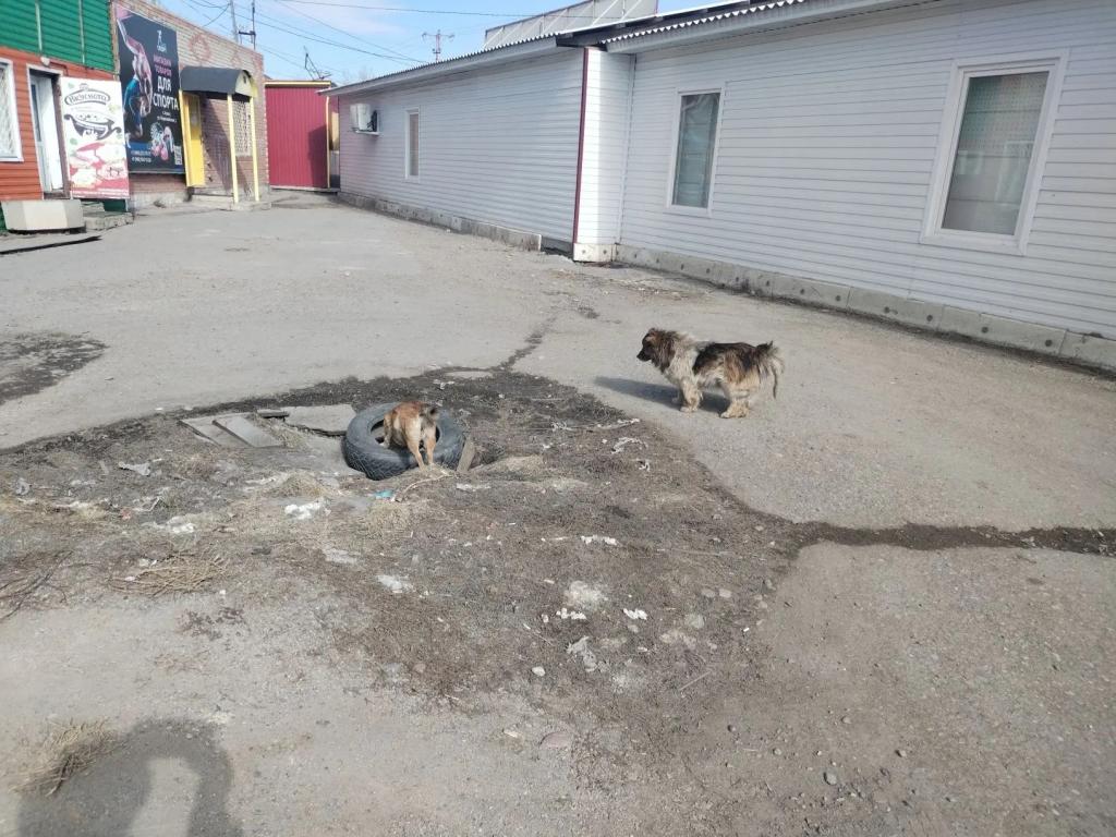Собаки рядом с нами везде, в парках, дворах, магазинах и даже на работе.